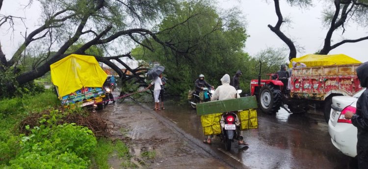 शाजापुर : बारिश के साथ आंधी होने से शहर के कई मार्गों पर बड़े-बड़े पेड़ धराशाई हो गए