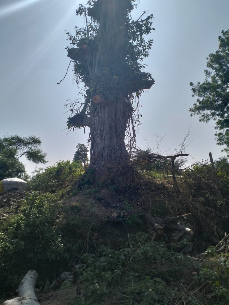 बिछड़ोद खालसा में दबंग ने 200 वर्ष पुराने राष्ट्रीय बरगद के वृक्ष को काट दिया,पटवारी बने हुए अनजान।
