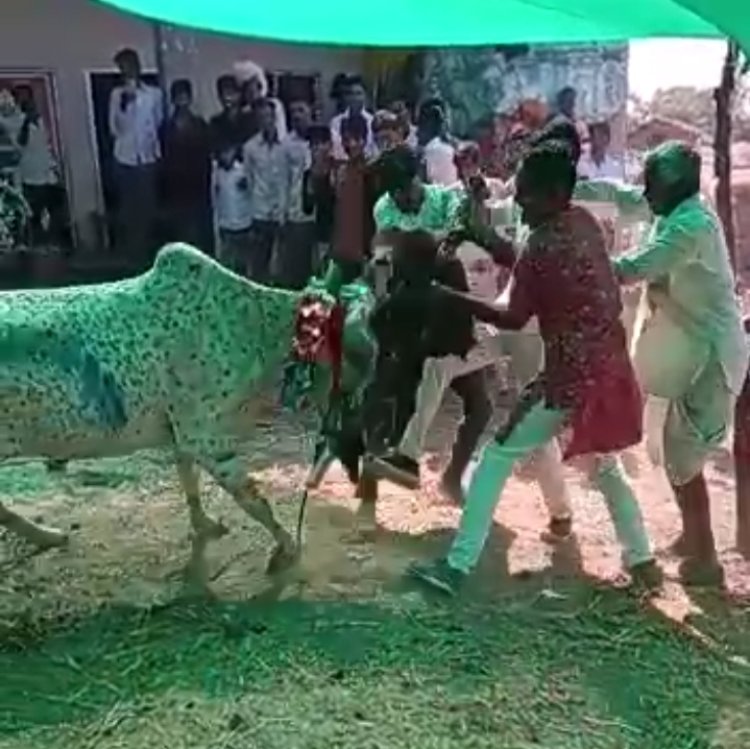 गुर्जर समाज की अनूठी परंपरा अमावस्या के दूसरे दिन गायों को सजा धजाकर खिलाया जाता है छोड़ा
