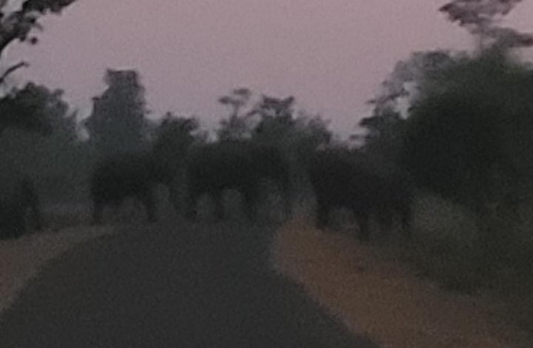 अंजनियां वन परिक्षेत्र के चंगरिया पहुंचे जंगली हाथी