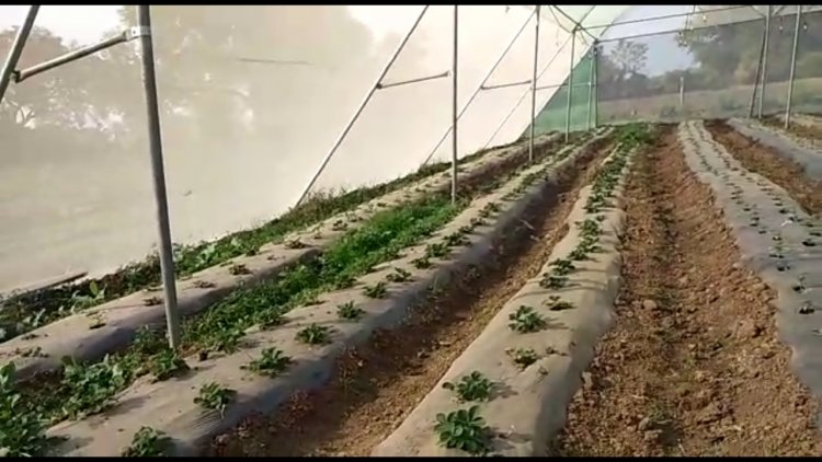 परंपरागत खेती से हटकर शिवपुरी के किसान ने अपने खेत में उगाई स्ट्रॉबेरी