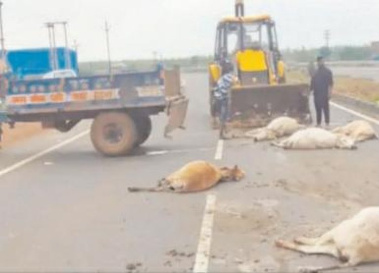 गुना: ट्रक ने मारी टक्कर मौके पर आधा दर्जन गायों की मौत